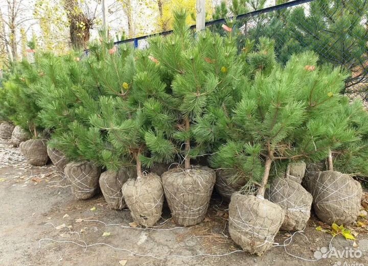 Продажа хвойных и лиственных растений