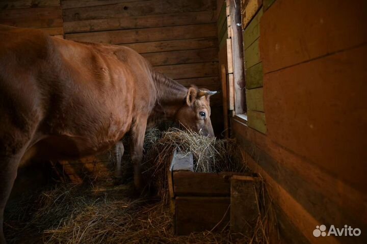 Молоко коровье домашнее