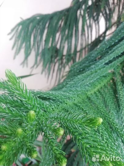 Араукария разнолистная