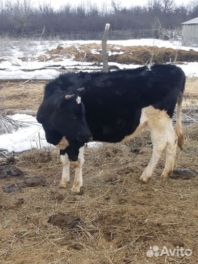 Телки стельные