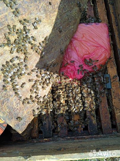 Пчелы бакфаст