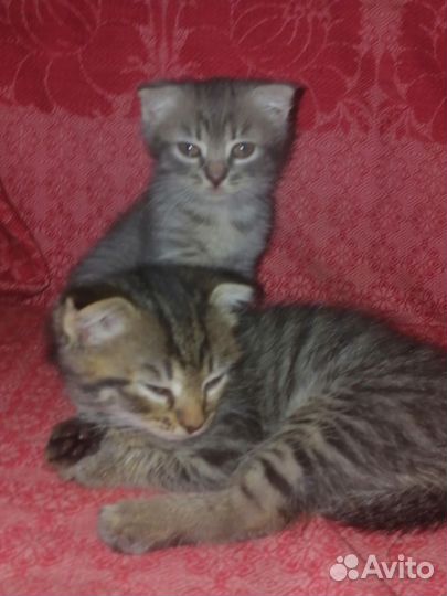Кошка в дар бесплатно