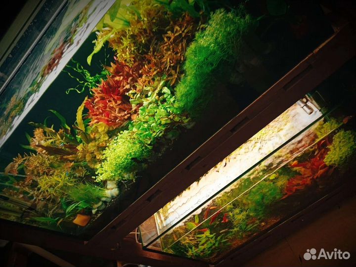 Аквариумные растения