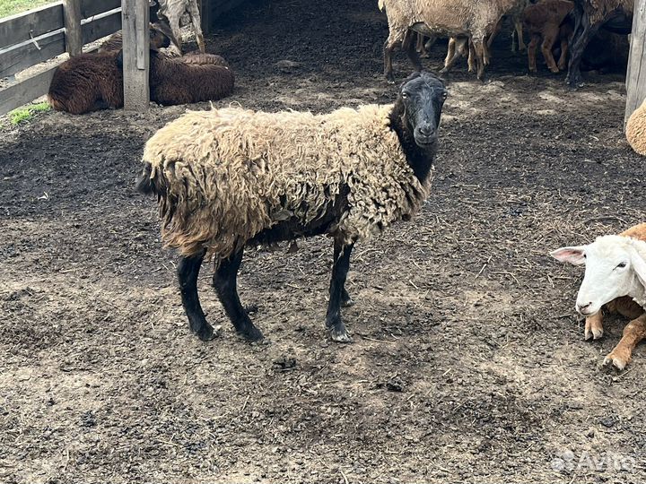 Овцы и корова