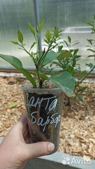 Лайм Санта Барбара