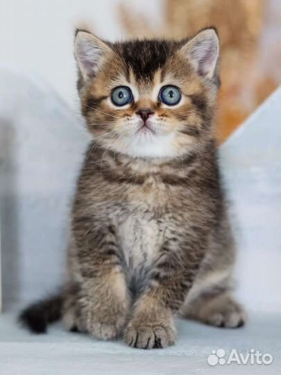 Британские котята n 25