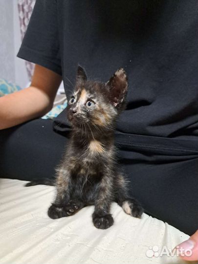 Котенок в дар бесплатно