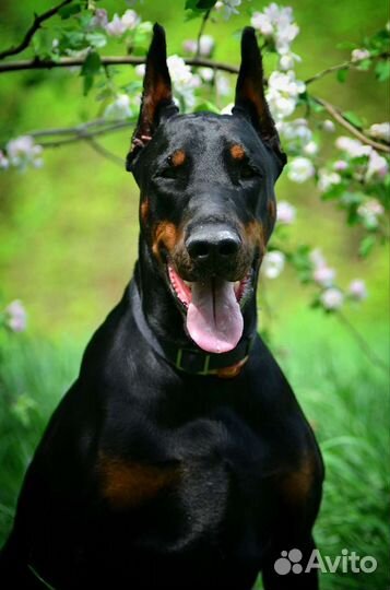 Вязка Доберман