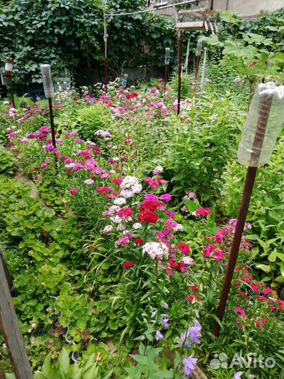 Турецкая гвоздика семена