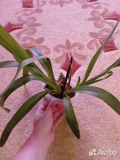 Орхидея цимбидиум