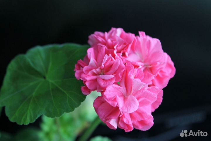 Пеларгония герань сортовая горшочки 0,5 л