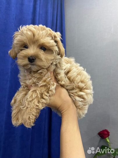 Мальтипу f1 мальчик красавчик