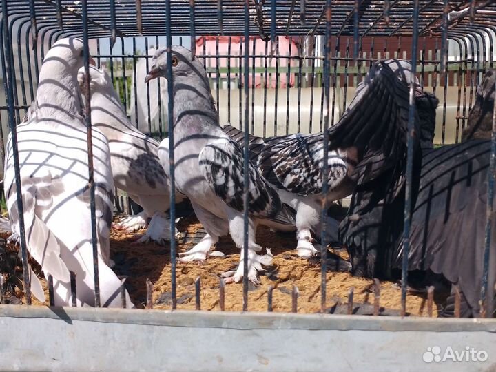 Продажа голубей турецкая такла