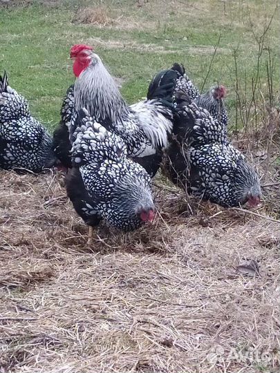 Виандот серебро