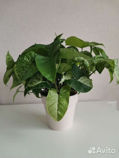 Сингониум Панда (Panda)