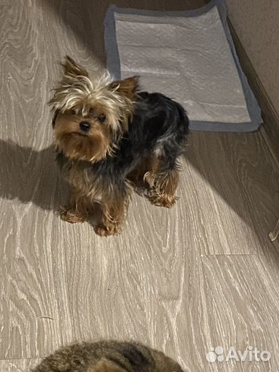 Йоркширский терьер вязка мальчик мини