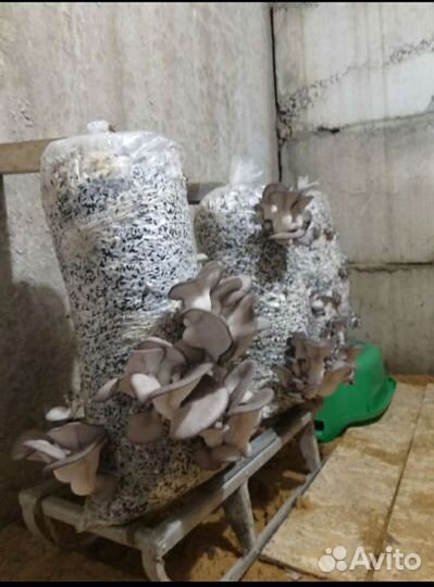 Вешенка.Готовые грибные блоки,Мицелий