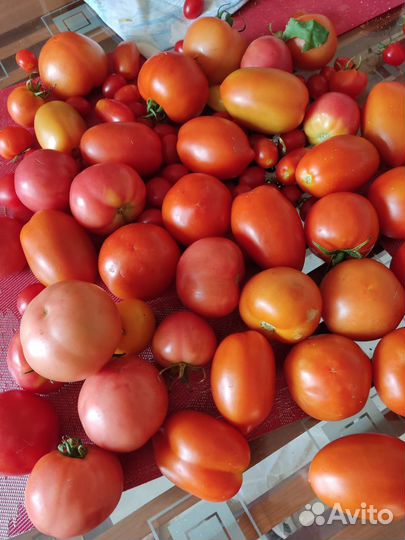 Помидоры свои с дачи