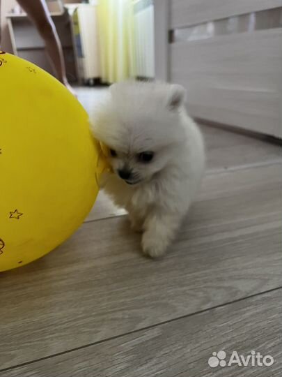 Продам щенка