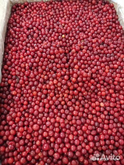 Клюква Брусника Черника Облепиха