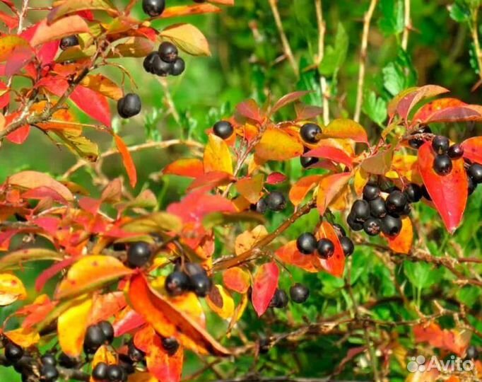 Кизильник саженцы