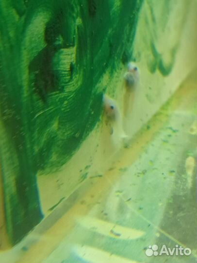 Анциструс l144 snow white и другие