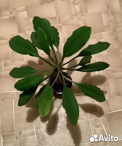 Молочай беложильчатый - жемчужина Мадагаскара