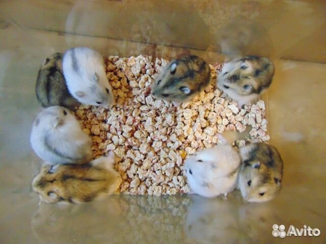 Джунгарские хомяки, новые клетки, корм