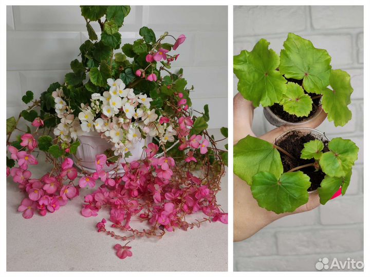 Бегонии сортовые