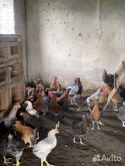 Молодые петушки