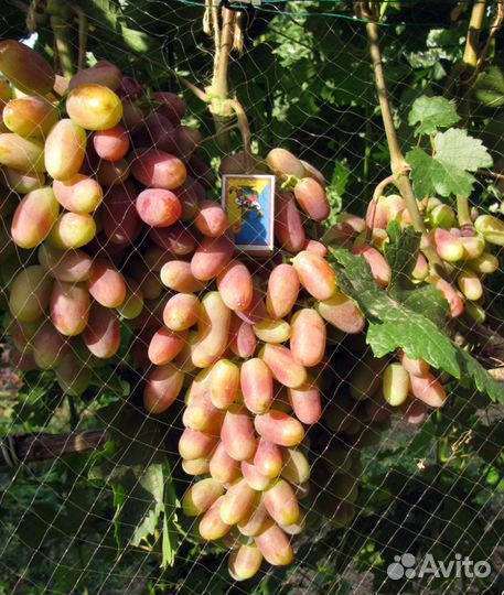 Элитный виноград саженцы. Ирга