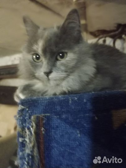 Котёнок девочка в добрые руки