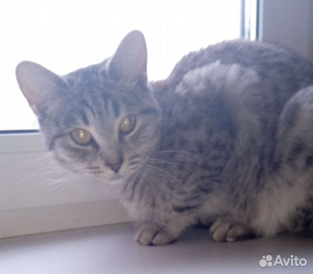 Кошки в добрые руки