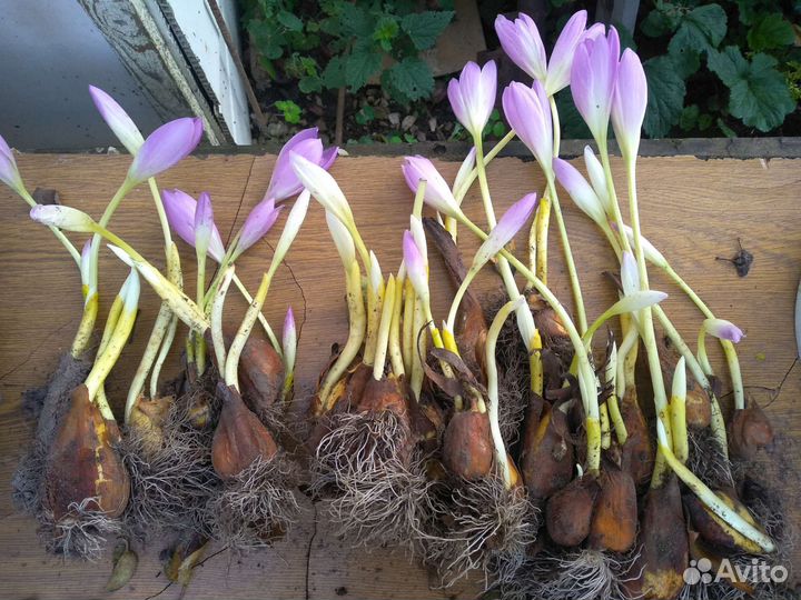 Безвременник