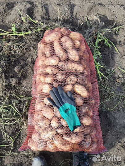 Продаю картофель
