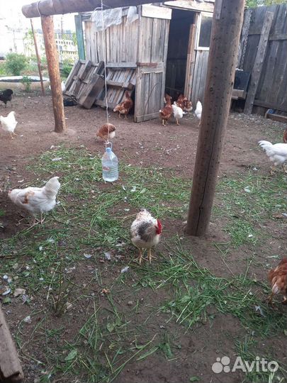 Молодые петушки