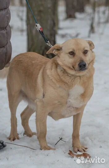 Челси в добрые руки