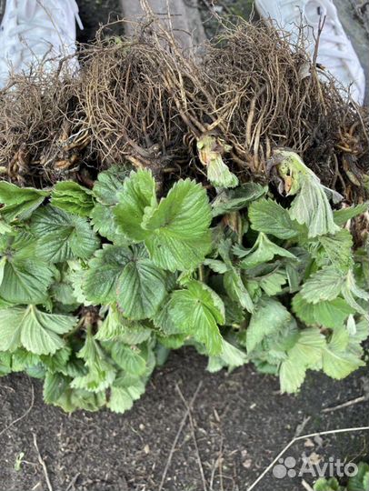 Рассада клубники