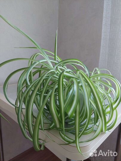 Фиалки белые, розовые, Хлорофитум кудрявый