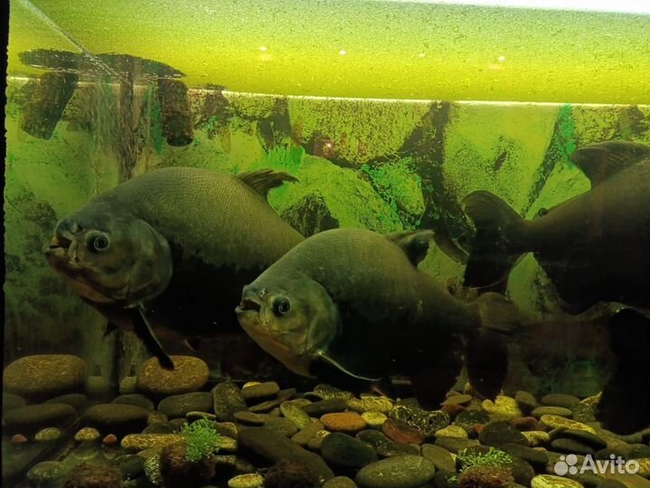 Аквариум с тумбой 400 литров и 4 пираньи