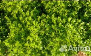 Семена Эндивия 