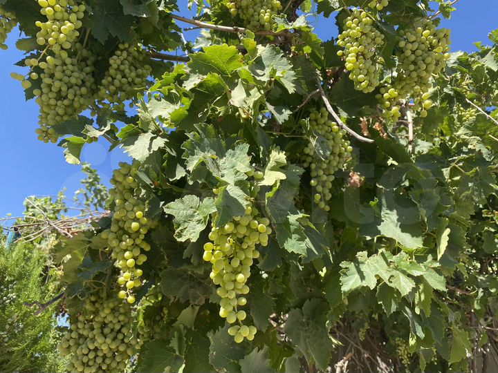 Дача 120 м² на участке 13 сот.