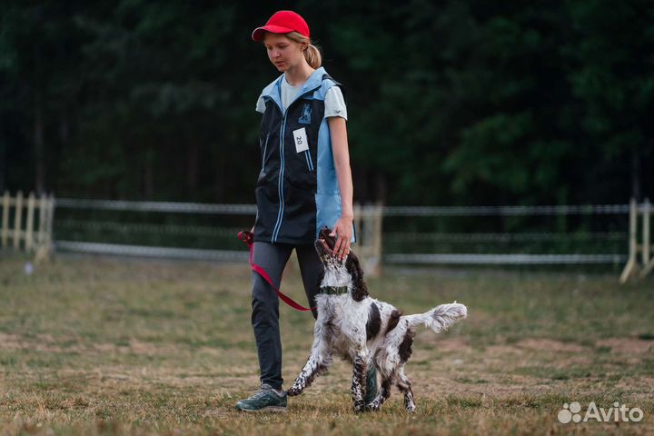 Дрессировка и воспитание собак