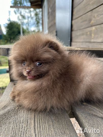 Померанские шпицы мини