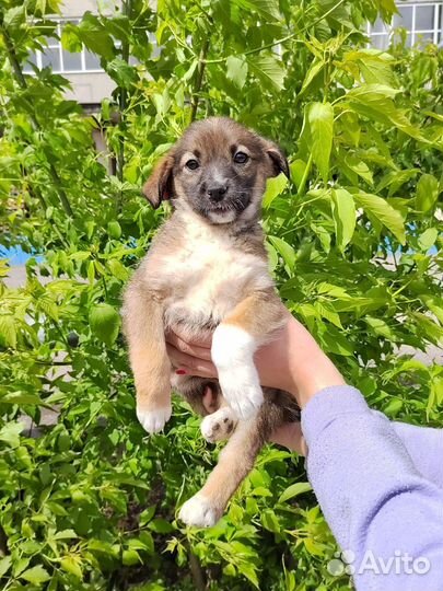 Щенок в добрые руки бесплатно девочка