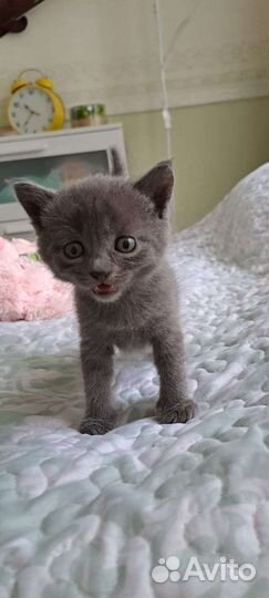 Котята британцы - метисы