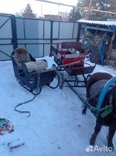 Пони девочка