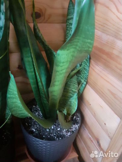 Сансевиерия сортовая
