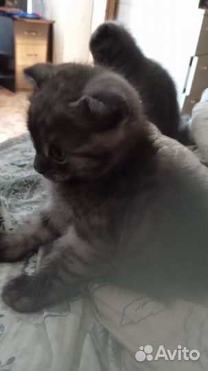 Шотландские вислоухие котята