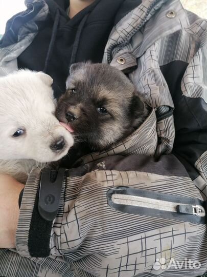 Щенок в добрые руки